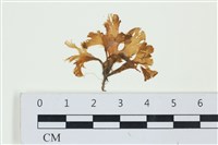 登錄號:A00004441藏品圖，第1張