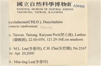 范氏蠕藻藏品圖，第2張