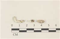 范氏蠕藻藏品圖，第1張