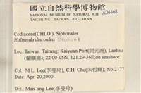 盤狀仙掌藻藏品圖，第2張