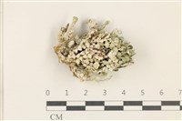 盤狀仙掌藻藏品圖，第1張