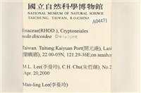 盤狀仙掌藻藏品圖，第2張