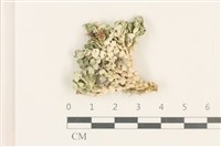 盤狀仙掌藻藏品圖，第1張
