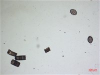 登錄號:A00004476藏品圖，第2張