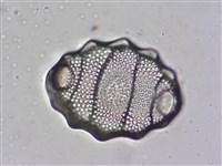 登錄號:A00004476藏品圖，第8張