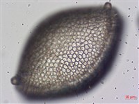 登錄號:A00004476藏品圖，第10張