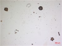 登錄號:A00004477藏品圖，第2張
