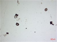 登錄號:A00004478藏品圖，第2張