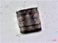 登錄號:A00004478藏品圖，第7張