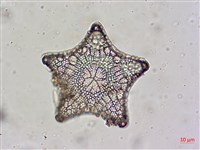 登錄號:A00004478藏品圖，第9張