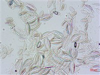 登錄號:A00004479藏品圖，第3張
