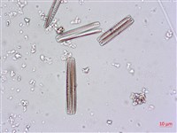 登錄號:A00004480藏品圖，第9張