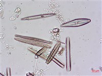 登錄號:A00004480藏品圖，第10張