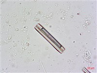 登錄號:A00004481藏品圖，第8張