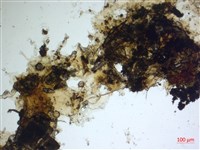 登錄號:A00004482藏品圖，第2張