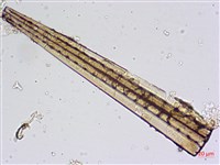登錄號:A00004482藏品圖，第6張