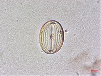 登錄號:A00004483藏品圖，第4張