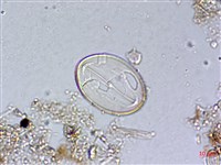 登錄號:A00004483藏品圖，第5張