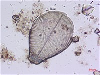 登錄號:A00004484藏品圖，第10張