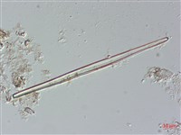 登錄號:A00004485藏品圖，第5張