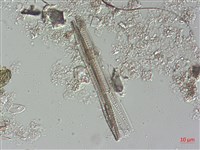 登錄號:A00004485藏品圖，第6張