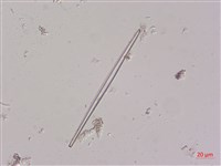 登錄號:A00004487藏品圖，第3張