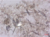 登錄號:A00004487藏品圖，第4張