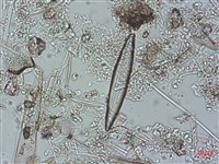 登錄號:A00004488藏品圖，第5張