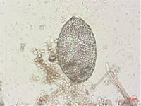 登錄號:A00004488藏品圖，第6張