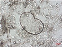 登錄號:A00004490藏品圖，第5張