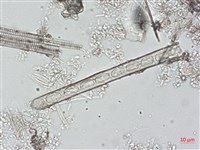 登錄號:A00004490藏品圖，第6張