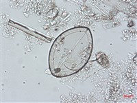 登錄號:A00004491藏品圖，第3張
