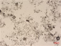 登錄號:A00004492藏品圖，第2張