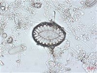 登錄號:A00004492藏品圖，第4張