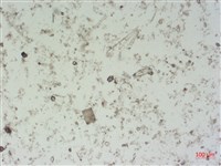 館號:A00004493藏品圖，第2張