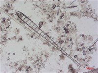 登錄號:A00004494藏品圖，第4張
