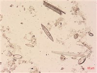 登錄號:A00004494藏品圖，第5張