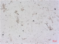 登錄號:A00004495藏品圖，第2張