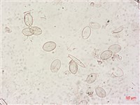 登錄號:A00004495藏品圖，第4張