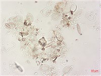 登錄號:A00004495藏品圖，第5張