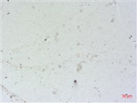 登錄號:A00004496藏品圖，第2張