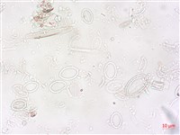登錄號:A00004496藏品圖，第5張