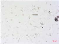 登錄號:A00004497藏品圖，第2張