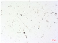 登錄號:A00004498藏品圖，第2張