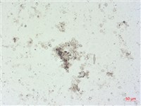 登錄號:A00004499藏品圖，第2張