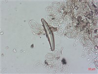 登錄號:A00004499藏品圖，第3張