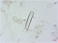 登錄號:A00004499藏品圖，第5張