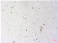 登錄號:A00004500藏品圖，第2張
