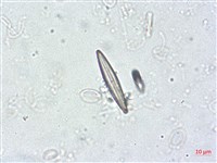 登錄號:A00004501藏品圖，第5張