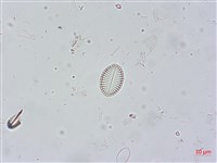 登錄號:A00004503藏品圖，第4張